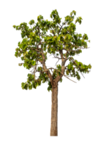 Green tree isolated on transparent background png