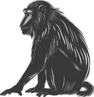Silhouette Mandrill animal black color only vector