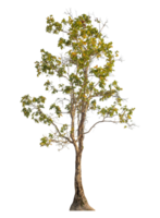 Single tree isolated on transparent background png