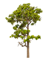 groen boom geïsoleerd Aan transparant achtergrond png