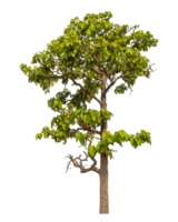 Green tree isolated on transparent background png