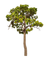 Green tree isolated on transparent background png