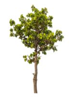 Green tree isolated on transparent background png