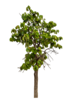 verde albero isolato su trasparente sfondo png