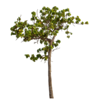 Green tree isolated on transparent background png