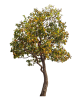 Single tree isolated on transparent background png