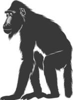 Silhouette Mandrill animal black color only vector