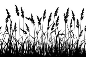 Silhouette of Tall Grasses and Wheat Stalks vector