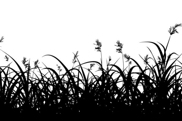 Silhouette of Tall Grass and Wildflowers