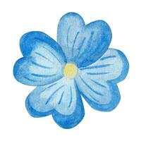 Blue daisy flower. Watercolor illustration, hand drawn. vector