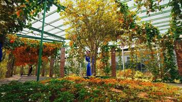 sereno autunno giardino con lussureggiante fogliame e di legno pergola. video