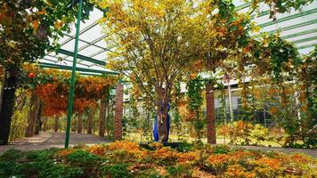 rustig herfst tafereel met een persoon staand onder een pergola omringd door kleurrijk vallen gebladerte video