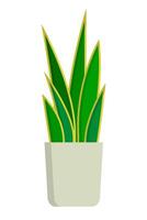 Dracaena trifasciata icon. Sansevieria trifasciata icon. Snake plant icon. vector