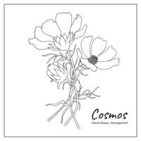 Cosmos flowers. Hand-drawn outline floral illustration of blooming flowers. Botanical illustration for coloring pages, design, decoration, print. vector