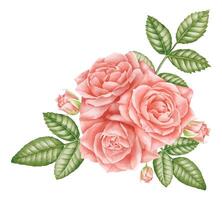 Watercolor Rose red flowers with green leaves. Floral illustration with pink plants for greeting cards or wedding invitations. Botanic composition with blooming herbs for vintage arrangements. vector
