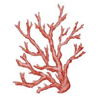 Red Seaweed, kelp painting in the ocean, watercolor hand painted element isolated on white background. Watercolor red seaweed illustration design. With clipping path. vector