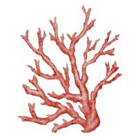 Red Seaweed, kelp painting in the ocean, watercolor hand painted element isolated on white background. Watercolor red seaweed illustration design. With clipping path. vector