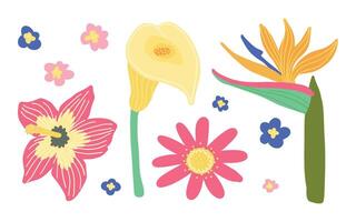 Colorful tropical flowers and leaves illustration, featuring hibiscus, calla lily, and bird of paradise. vector