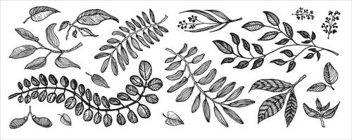 Black and white botanical illustration of various leaves and branches, detailed hand-drawn sketch. vector