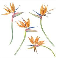 Strelitzia flowers with on long stems Bird of Paradise plant Hand drawn watercolor isolated element vector