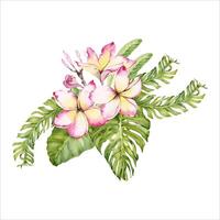 Plumeria flowers with tropical green leaves. Frangipani floral design. Hand drawn watercolor illustration isolated on white background. For postcards, perfume beauty products, summer holiday prints vector