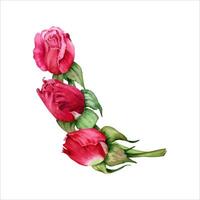 Red roses composition. Floral arrangement design. Rose buds on stems. Hand drawn watercolor illustration isolated on white background for Valentine's cards, birthday or wedding invitations and prints vector