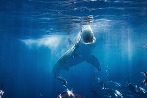 great white shark dangerous attacking risk concept, underwater creature photo