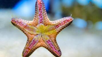 mar estrella o estrella de mar pascua reticulatus en un arenoso fondo del mar foto