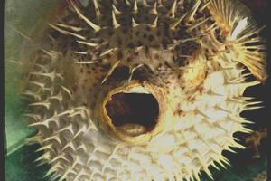 Inflated puffer fish, Porcupine fish like a balloon. Scared pufferfish closeup. Underwater photography photo