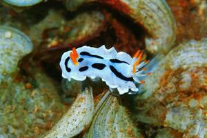 Underwater photo of sea slug, tiny creature, macro size