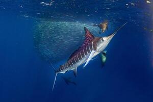 negro aguja pez vela, Billfish o pez espada xiphias gladio. Oceano naturaleza fotografía foto