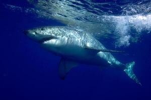 great white shark dangerous attacking risk concept, underwater creature photo