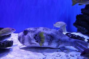 Inflated puffer fish, Porcupine fish like a balloon. Scared pufferfish closeup. Underwater photography photo