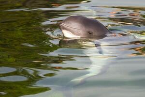 Pacific porpoise Phocoena sinus or Risso's Dolphin, Grampus griseus. Ocean nature photography photo