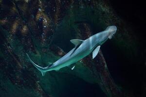 el capó tiburón o cabeza de la pala, esfirna tiburón, es un miembro de el cabeza de martillo tiburón foto