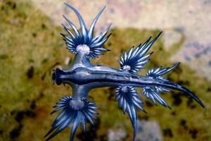 Underwater photo of sea slug, tiny creature, macro size