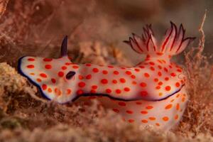 Underwater photo of sea slug, tiny creature, macro size