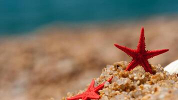 sea star or starfish Oreaster reticulatus on a sandy seabed photo