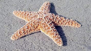 mar estrella o estrella de mar pascua reticulatus en un arenoso fondo del mar foto