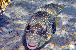 Inflated puffer fish, Porcupine fish like a balloon. Scared pufferfish closeup. Underwater photography photo