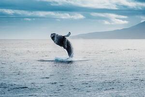 azul jorobado ballena gigante criatura, ilustrando libertad y majestad, concepto de natural preguntarse foto