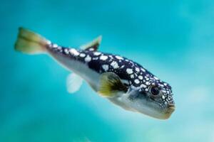 Inflated puffer fish, Porcupine fish like a balloon. Scared pufferfish closeup. Underwater photography photo