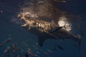 great white shark dangerous attacking risk concept, underwater creature photo