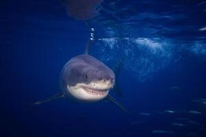 great white shark dangerous attacking risk concept, underwater creature photo