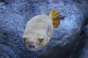 Inflated puffer fish, Porcupine fish like a balloon. Scared pufferfish closeup. Underwater photography photo