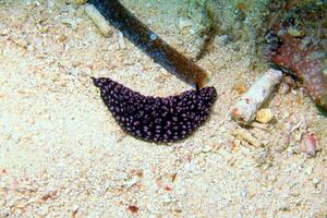 Underwater photo of sea slug, tiny creature, macro size