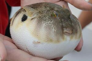 Inflated puffer fish, Porcupine fish like a balloon. Scared pufferfish closeup. Underwater photography photo