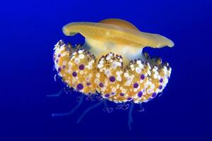 jellyfish with tentacles swimming in the water with a dark blue background, underwater creature photo