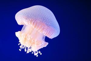 jellyfish with tentacles swimming in the water with a dark blue background, underwater creature photo