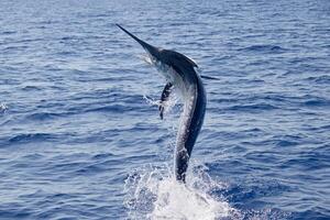 negro aguja pez vela, Billfish o pez espada xiphias gladio. Oceano naturaleza fotografía foto